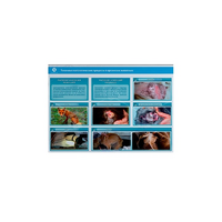 Стенд-планшет светодинамический "Изучение типических патологических процессов в организмах животных" - «globural.ru» - Балашиха