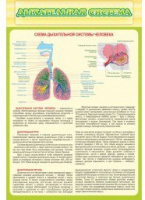 Стенд "Дыхательная система" - «globural.ru» - Балашиха