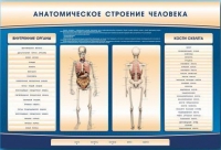 Электрифицированный стенд-тренажер c макетом скелета "Анатомическое строение человека" - «globural.ru» - Балашиха