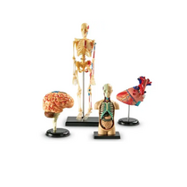 Дидактическое пособие по окружающему миру «Изучаем строение человека» (Анатомические модели) - «globural.ru» - Балашиха