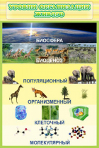 Стенд "Уровни организации живого" - «globural.ru» - Балашиха
