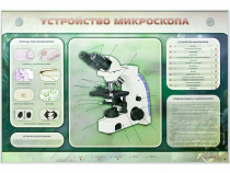 Электрифицированный стенд "Устройство микроскопа и правила работы c ним" - «globural.ru» - Балашиха