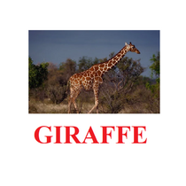 "Wild Animals-1" ("Дикие животные-1") английские карточки Домана - «globural.ru» - Балашиха