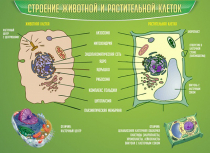 Стенд "Строение животной и растительной клеток" - «globural.ru» - Балашиха