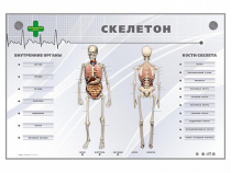 Электрифицированный стенд-тренажер "Скелетон" - «globural.ru» - Балашиха