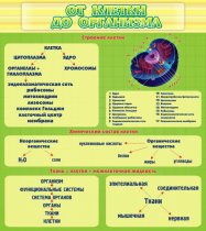 Стенд "От клетки до организма" - «globural.ru» - Балашиха