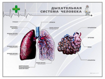 Стенд "Дыхательная система человека" - «globural.ru» - Балашиха