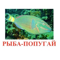Карточки Домана "Рыбы" - «globural.ru» - Балашиха