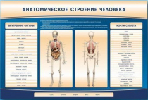 Электрифицированный стенд-тренажер c макетом скелета "Анатомическое строение человека" - «globural.ru» - Балашиха