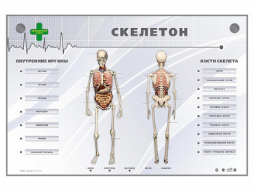 Электрифицированный стенд-тренажер "Скелетон" - «globural.ru» - Балашиха