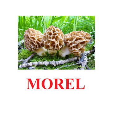 "Mushrooms" ("Грибы") английские карточки Домана - «globural.ru» - Балашиха