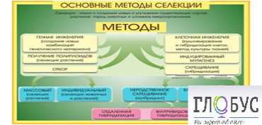 Стенд "Методы селекции и биотехнологии" - «globural.ru» - Балашиха