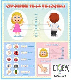 Стенд "Строение человека" для детей - «globural.ru» - Балашиха