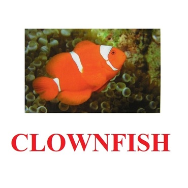"Fish" ("Рыбы") английские карточки Домана - «globural.ru» - Балашиха